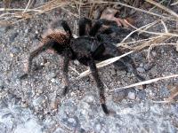 5889 Acapulco2PtoEscondido tarantula 